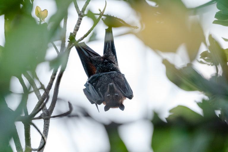 Flying fox hanging upside down in Townsville, Australia