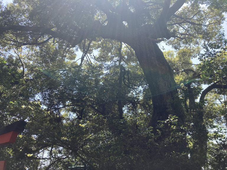 2025.5.5 Astro・Ajuga