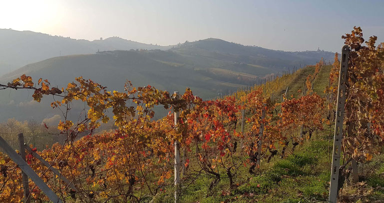 Weinreben mit Herbstlaub vor sanften Hügeln im Hintergrund - Genussrundreise durch das Piemont mit My own Travel