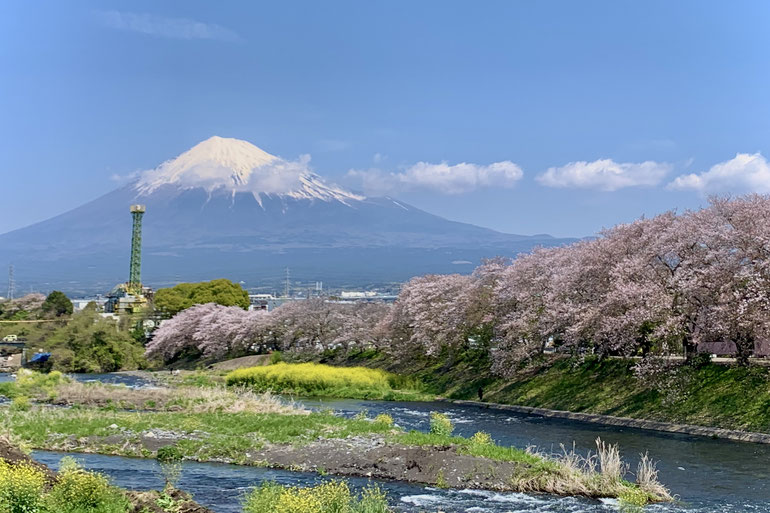 Cherry blossoms and Mt. Fuji at Ryuganbuchi in Fuji City during spring