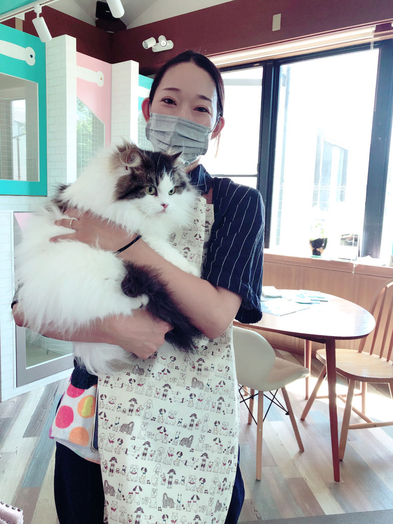 猫ちゃんトリミングイメージ