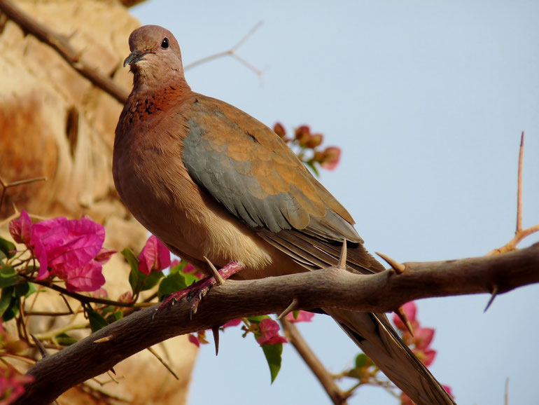 Pigeon / Photo de Crystal Jones