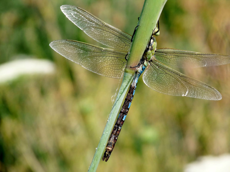 Libellule / Dragonfly / Photo de Crystal Jones