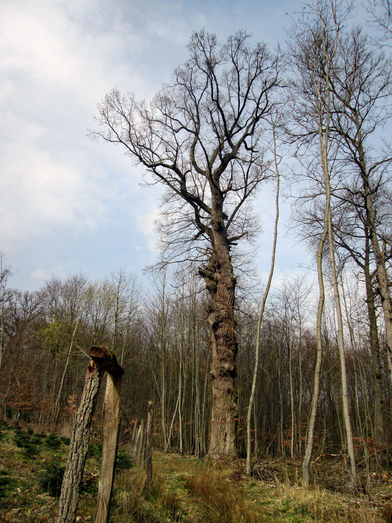 Eiche bei Wolfshagen