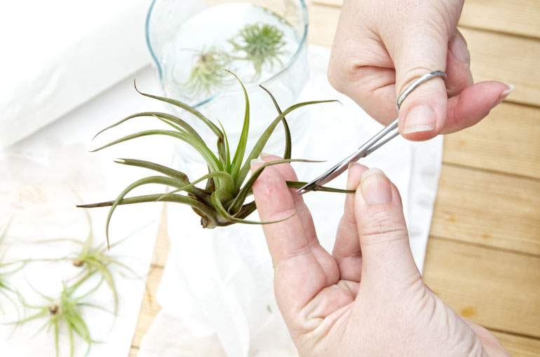 How To Revive Your Air Plants PASiNGA concrete decor & jewellery displays