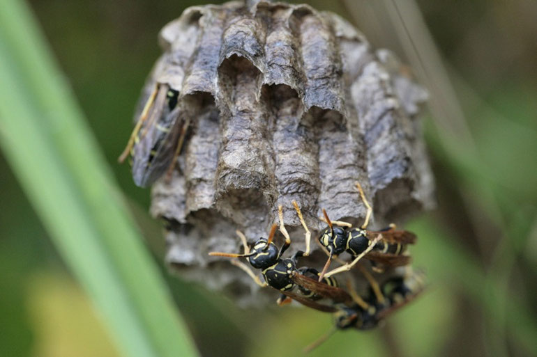 Das Nest der Heide-Feldwespe (Polistes nimpha) ist so groß wie ein Tischtennisball und hängt an einem Grashalm.