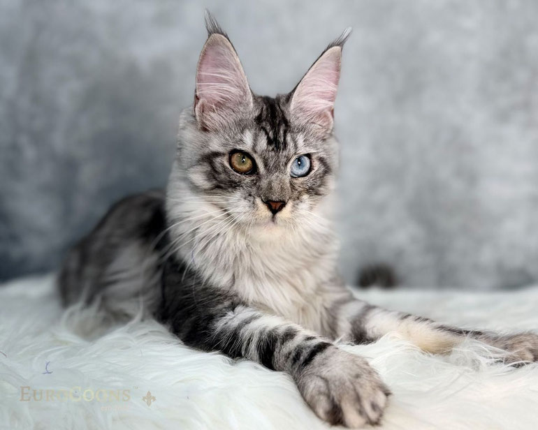 Maine Coon Kittens for Sale | MO • KS • CA • FL • TX • NY • USA