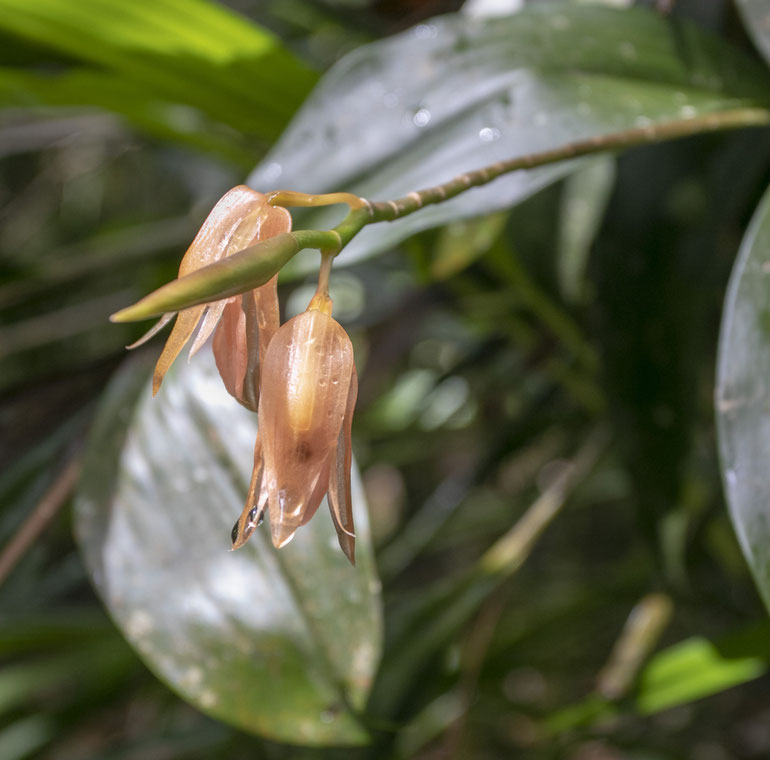 Kinabalu parke auga šimtai orchidėjų rūšių