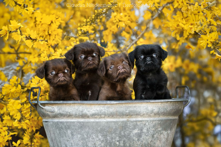 Griffon Zwerghunde Brüsseler Griffon 