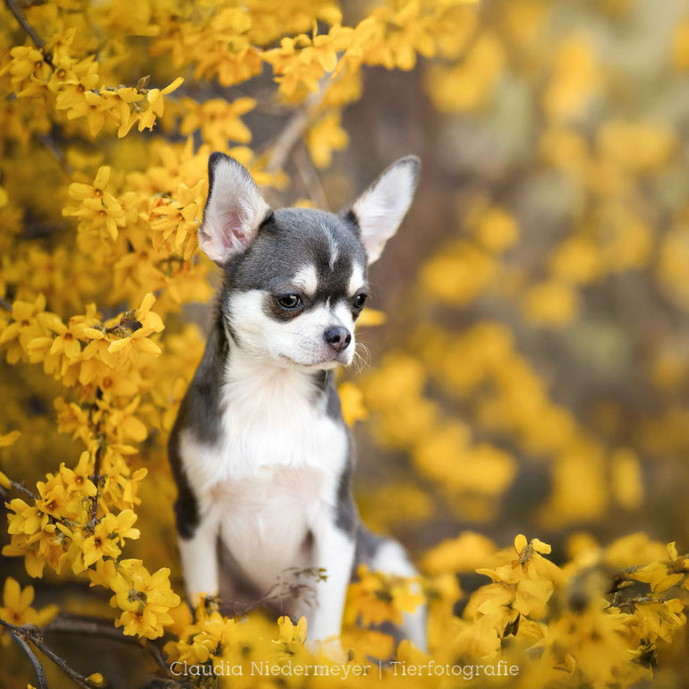 Chihuahua kurzhaar Blue 