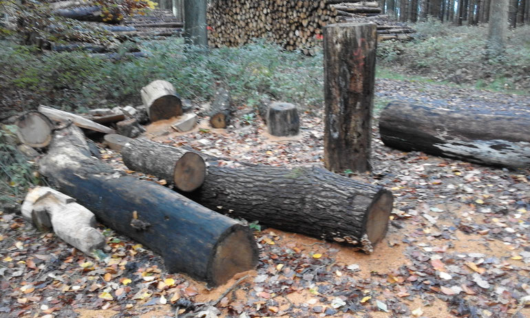 holzfäller-trainingscamp