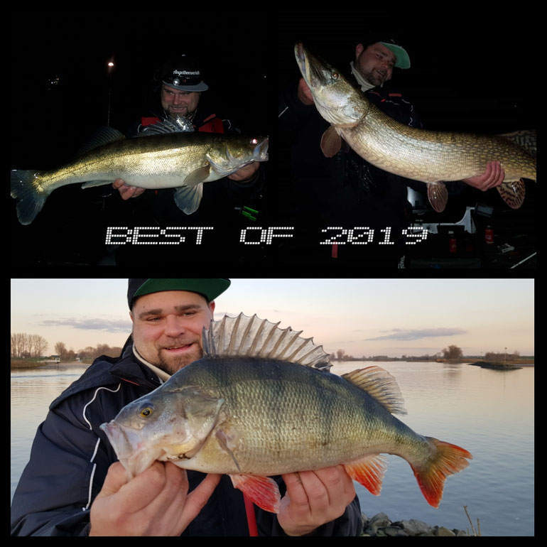 Teamer Benny fing viele und sehr gute Fische 2019...Einsatz wird belohnt! Petri