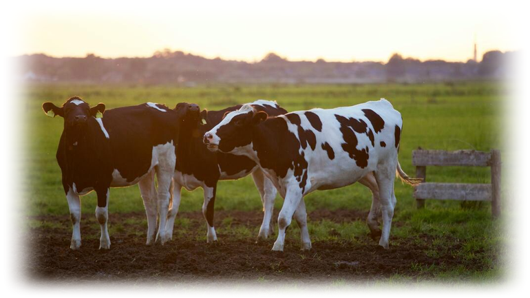 vaches blanches et noires dans un champ
