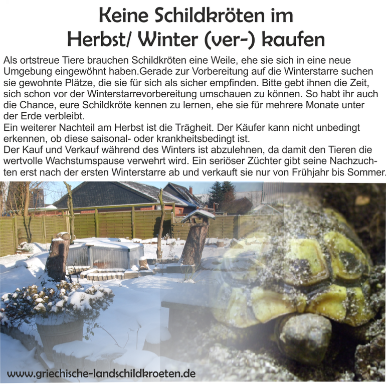 Schildkröten Kauf bzw. Verkauf in Herbst/ Winter