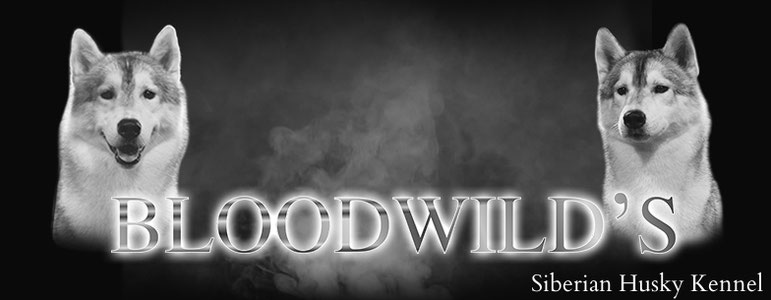 bloodwild's JimdoPage!