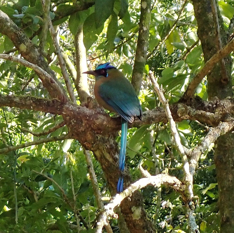 Costa Rica, Monteverde : Motmot houtouc, reconnaissable à sa queue en forme de raquette