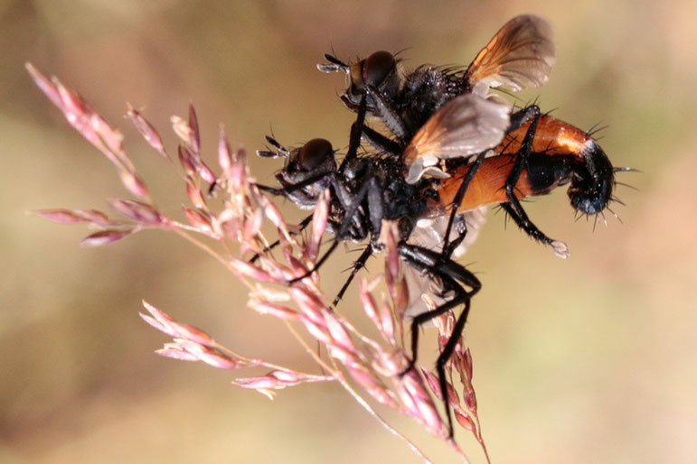 Cylindromyia auriceps gehört auch zu den Raupenfliegen. Ihre Larven entwickeln sich in Schmetterlingsraupen.