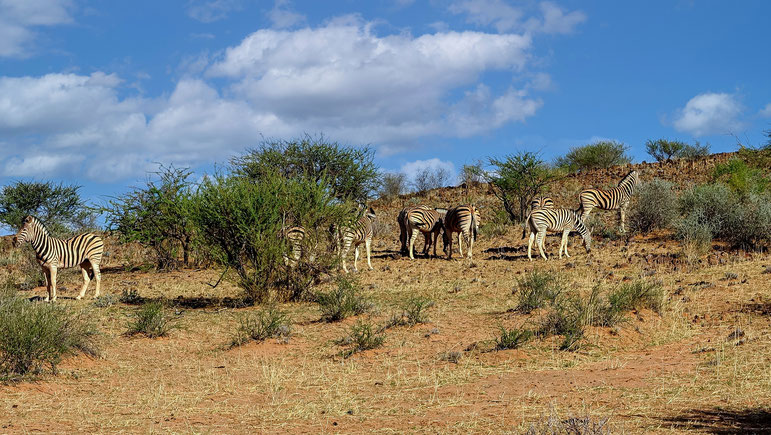Zèbres aux aguets, désert du Kalahari