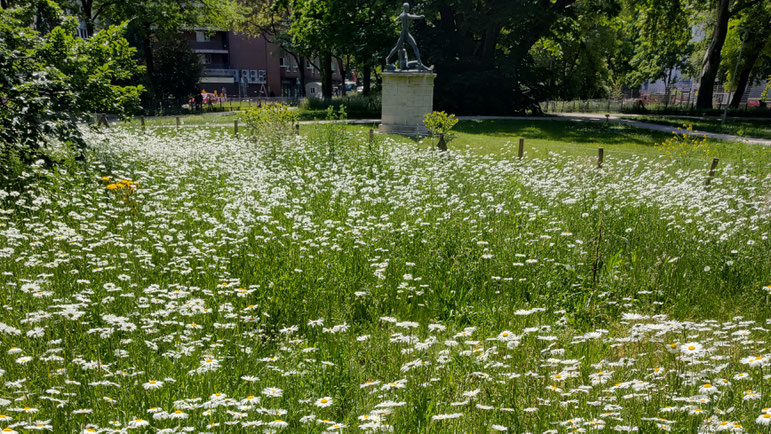 Wiesen-Margeriten