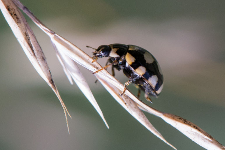 Der Vierzehnfleck-Marienkäfer (Coccinula quatuordecimpustulata) wird auch Trockenrasen-Marienkäfer genannt.