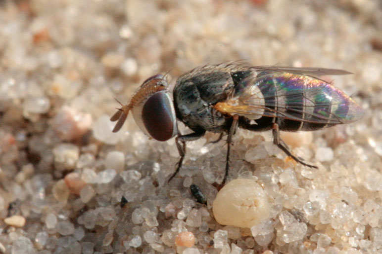 Von Apodacra dispar aus der Familie der Fleischfliegen (Sarcophagidae) wird angenommen, dass sich ihre Larven parasitisch in Kurzfühlerschrecken entwickeln.