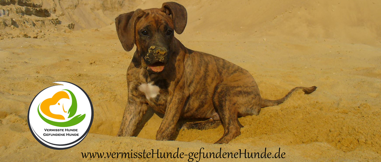 entlaufene hunde locken nicht fangen vermisste hunde gefundene hunde webseite