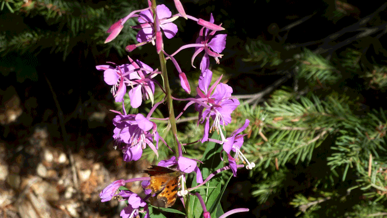 Fireweed, Valles Caldera, Jemez Mountains, New Mexico