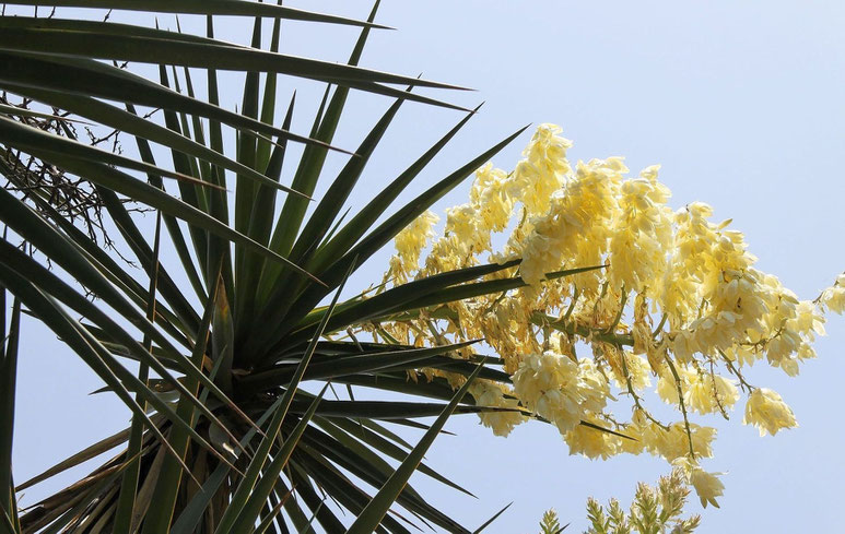 Bild Yucca grandiflora (c) Dr. Christian Zolles