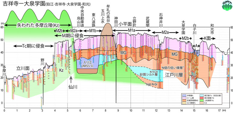 図13 　武蔵野台地を横切る地質断面図に武蔵野1面(M1)形成直前の多摩丘陵の広がりを想定して重ねた図 （断面図は遠藤ほか，2019の狛江-三鷹・吉祥寺-大泉学園-和光断面に基づき若干の修正を加えた） 