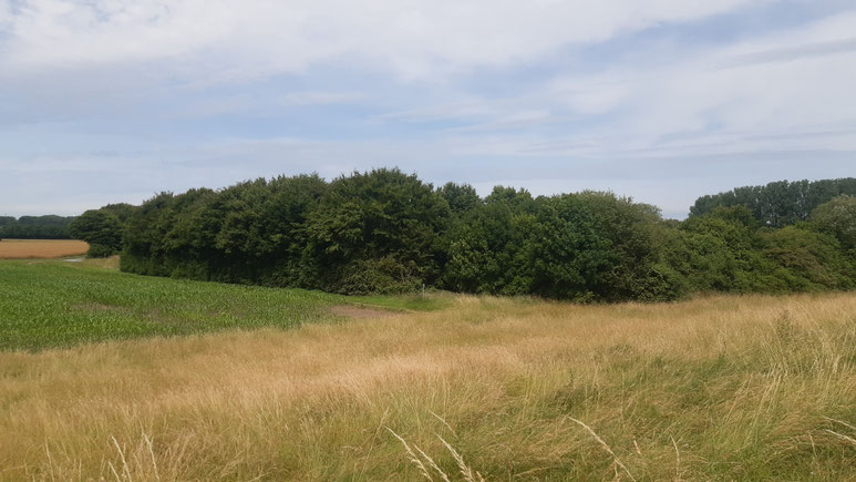 Blick von Osten, Foto: J. Baade 20.06.2024