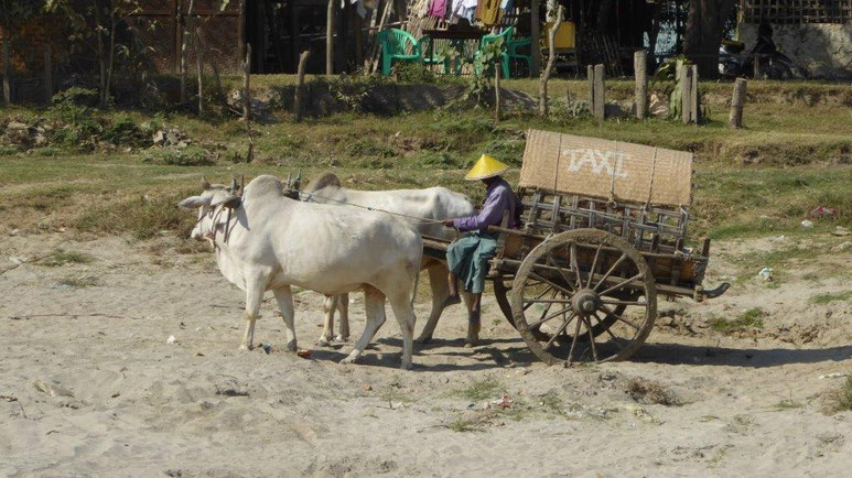 Bild: Ochsenkarren in Myanmar