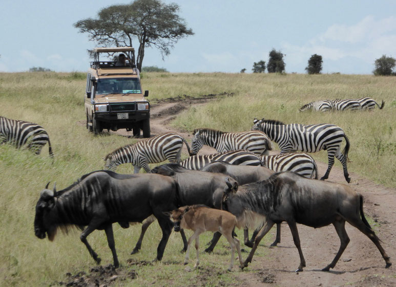 Bild: Tierwanderung der Gnus und Zebras in Serengeti Nationalpark in Tansania