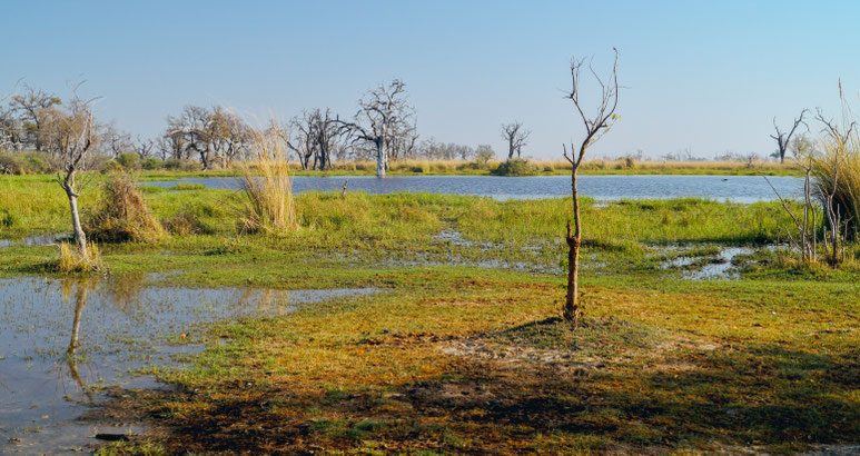 Bild: Moremi Game Reserve
