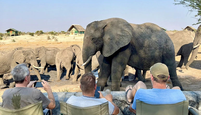 Bild: Elephant Sands