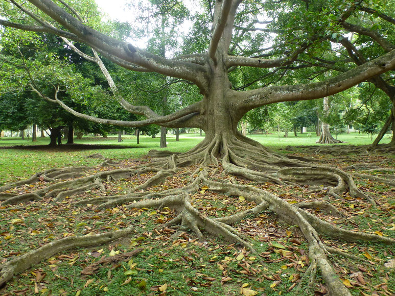 Bild: Botanical Garden bei Kandy