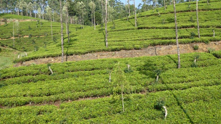 Bild: Teeplantagen in Sri Lanka