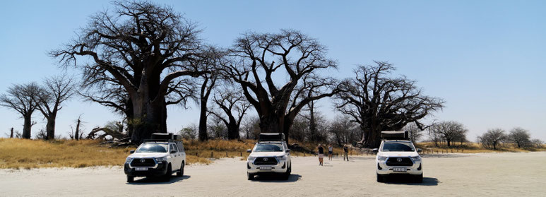 Bild: Baines Baobabs