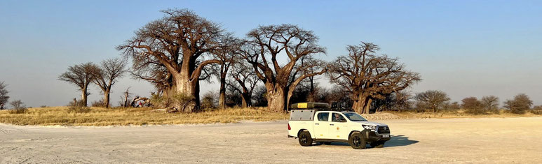 Bild: Baines Baobabs