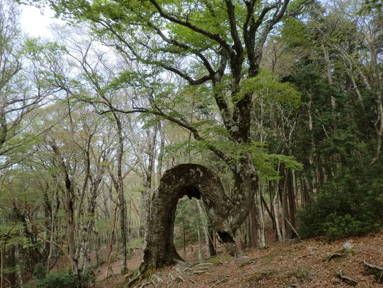 ヘビブナ・戸塚峠～小岳（2019年の台風で倒壊）