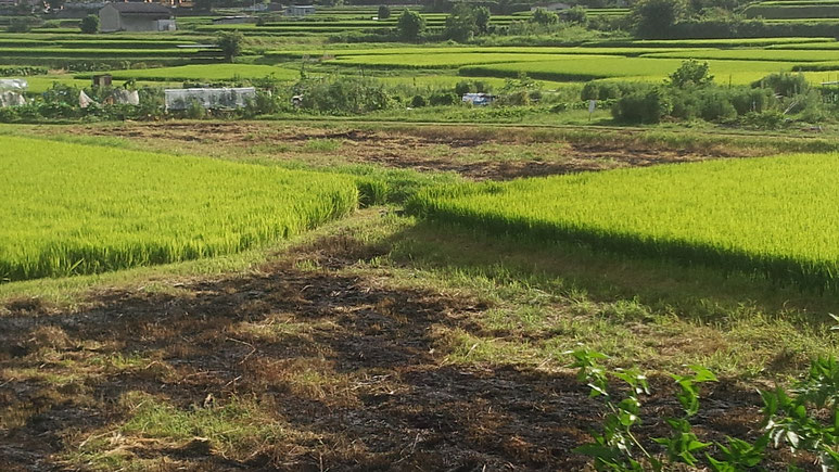 ここの水は山から湧き出て来るもので、小水路にはタニシやシジミが生息し、蛍も近くの川から舞う6月。鷺や多くのトンボ、カエルたちも住んでいます。きれいな水を大事に使い、1号地と同様に安全な無農薬のバイオダイナミック農業を2号地と3号地でも展開していきます。写真は7月の草刈り前、8月初旬に草刈りした後、焼畑のように焼いて、その後の肥料をも利用して、多くの種類の作物を作りたいです。