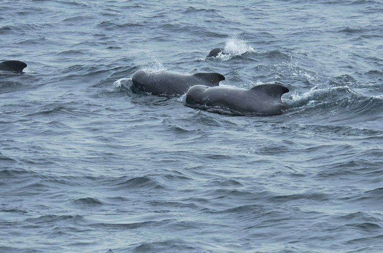 High-ranking visitors came along during the ROV retrieval - this was a big school of pilot whales. They probably wanted to congratulate the ROV’s 300th dive!