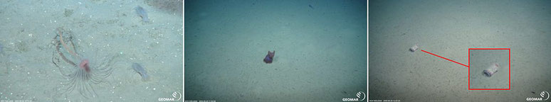 Taking footage of the astonishing and bizarre animals that live in the deep darkness is certainly one of the most fascinating experiences in marine research. Sadly you can't go anywhere without seeing human traces, even in 2700m water depth (far right).