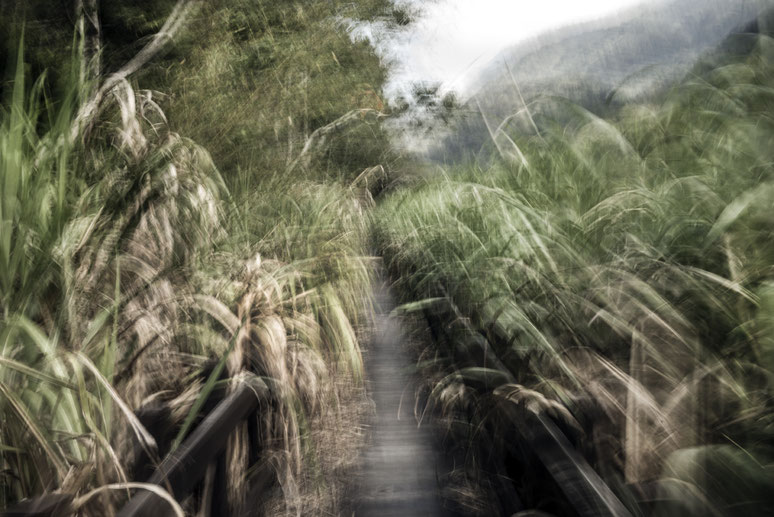 Naturaufnahme in den Bergen von Tajan (Taiwan) als Farb-Photographie