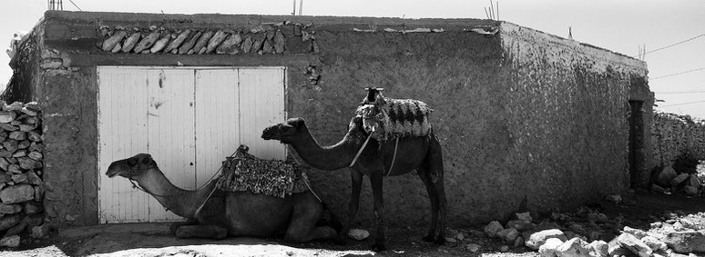 Zwei Kamele unweit des Strands von Sidi Kaouki, Marokko, in schwarz-weiß als Panorama-Photographie