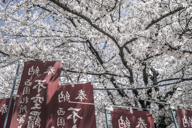 Kirschblüten in Nara als Farb-Photographie, Japan