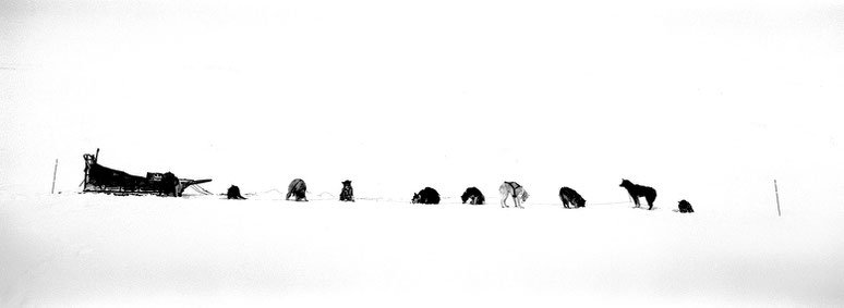 Schlittenhunde auf Spitzbergen - Svalbard in schwarz-weiß als Panorama-Photographie