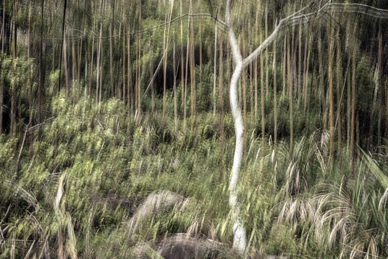 Naturaufnahme in den Bergen von Tajan (Taiwan) als Farb-Photographie