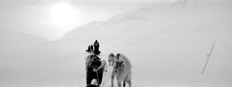 Schlittenhunde auf Spitzbergen - Svalbard in schwarz-weiß als Panorama-Photographie