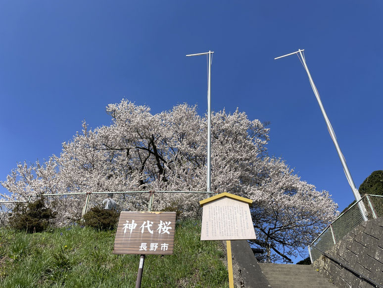 長野県　松本市　長野市　飯綱高原　　素桜神社神代桜