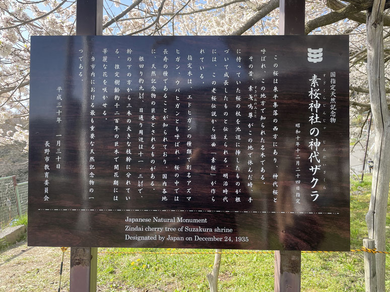 長野県　松本市　長野市　飯綱高原　　素桜神社神代桜